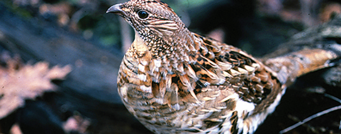 Ruffed Grouse