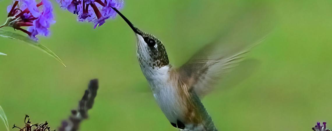 May - "Hummingbird Finds A Sweet Treat" by John Beasely