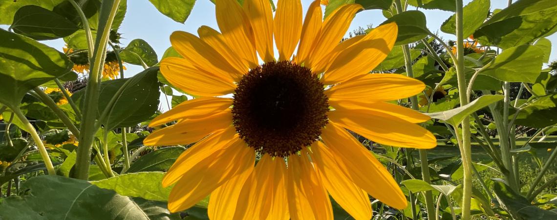 September - "Summer Sunflowers" by Susie Spiess