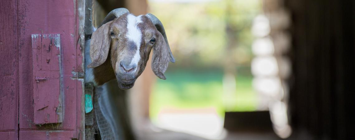 August - "Nosey Neighbor" by Linda Vallant