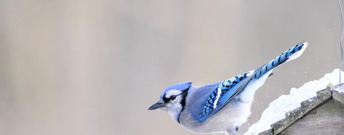 January - "Blue Jay Sticks the Landing" by Pam Long