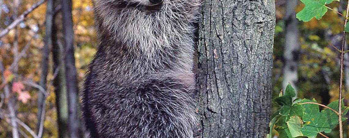 Raccoon on tree