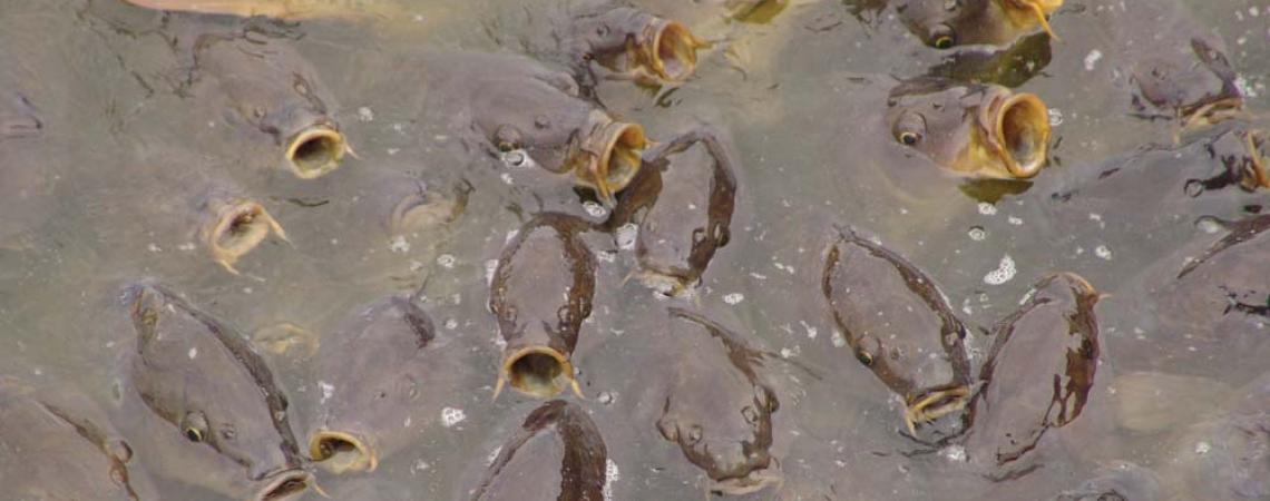 Carp in Lake Erie