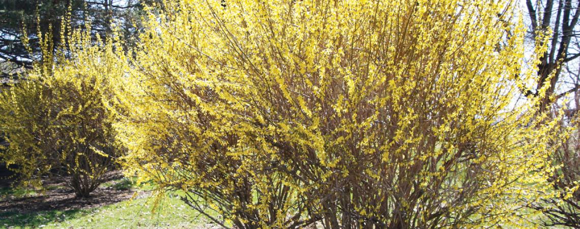 Forsythia plant