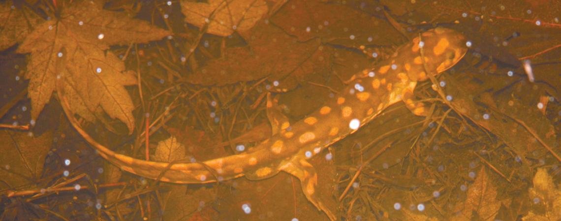 “Mole” salamander