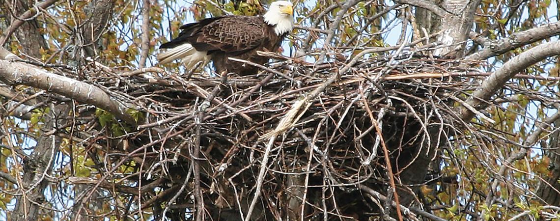 Bald eagle