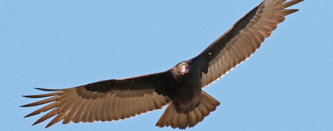 Turkey vulture