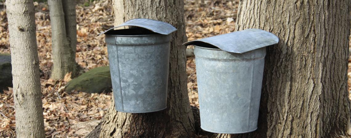 Maple syrup being tapped from tree