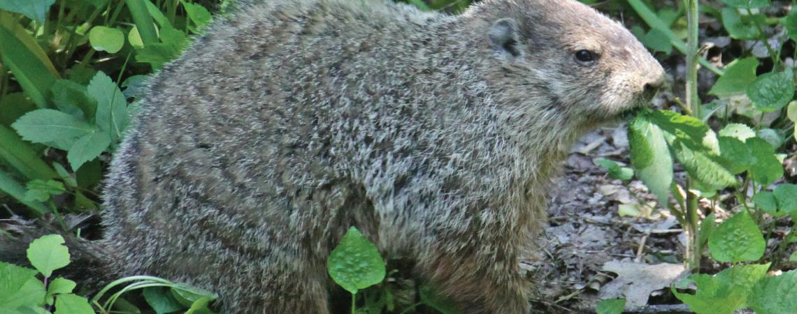 Woodchuck