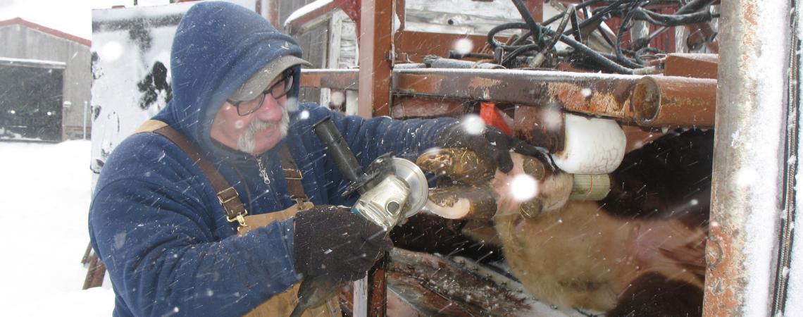 Joel Litt using a grinder to trip a cow's hooves