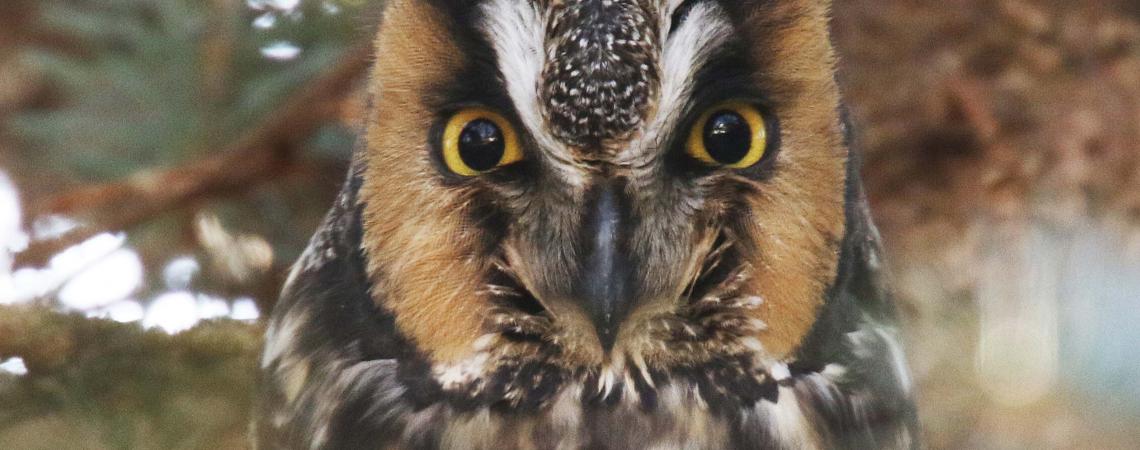 An owl observed during wintering-owl study.