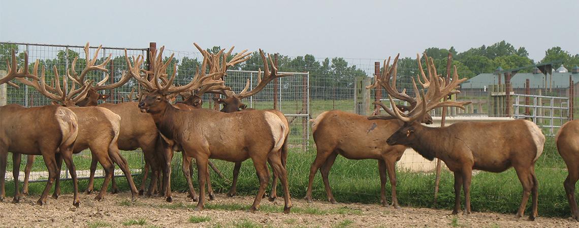 Around 200 elk are home on the range at Dave Flory’s Quiet Harmony Ranch in the rolling Preble County hills. 