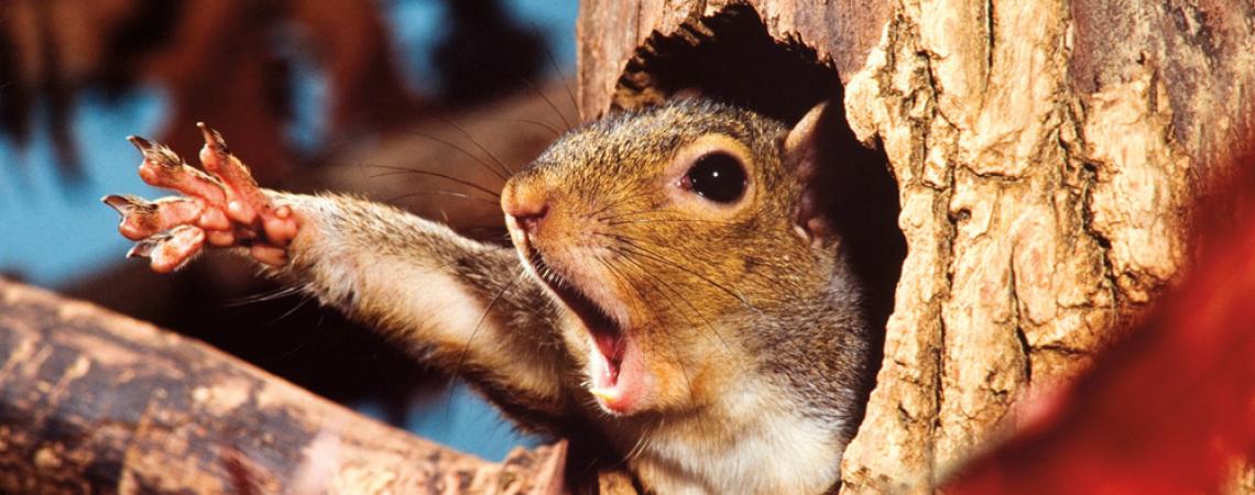 Maslowski later focused much of his attention on wildlife found in our backyards. This photo, taken by Maslowski in the late 1980s, captures a gray squirrel yawning.