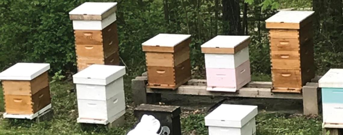 Stacey Shaw, safety director at Holmes-Wayne Electric, says he often just lies on the ground and watches his 10 hives, each of which, he says, has its own distinct personality.