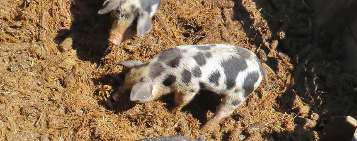 Piglets at Slate Run Living Historical Farm