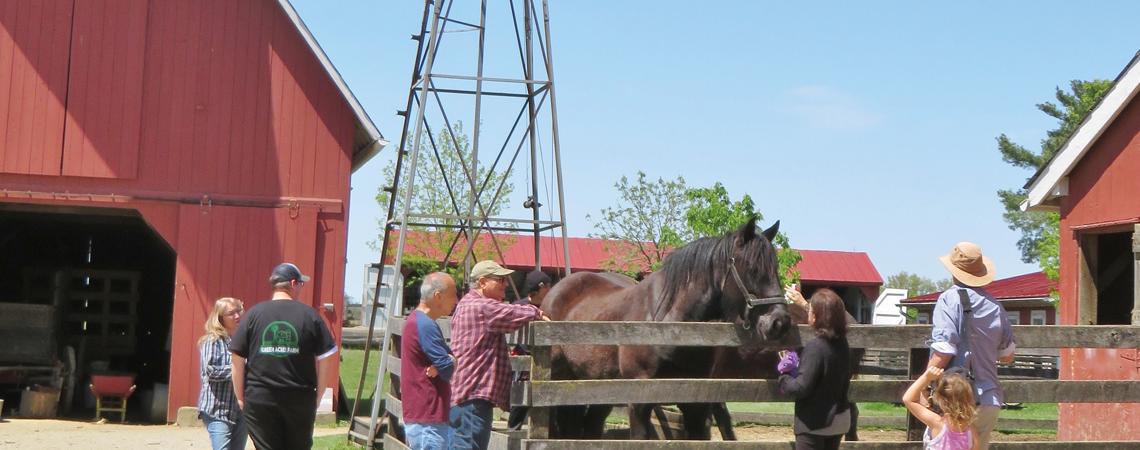 Visitors also can get up close and personal with a bevy of the farm’s residents, such as Bob, a Percheron horse.