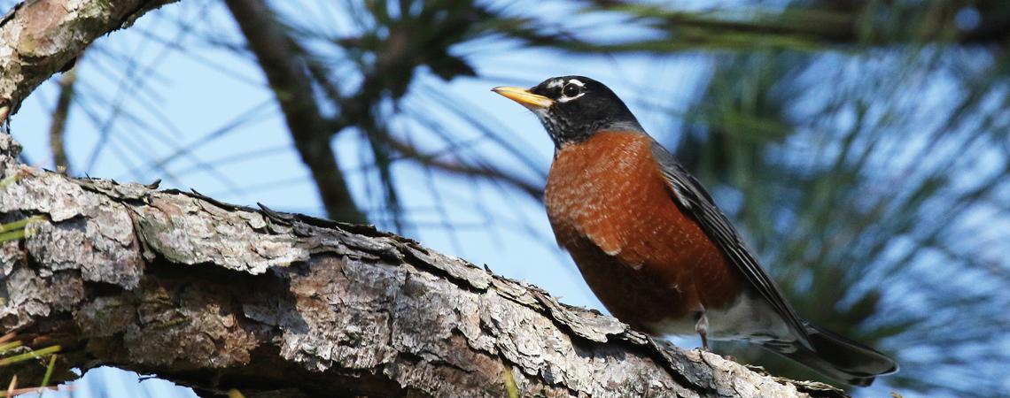 Did you know robins were once hunted and eaten by humans?