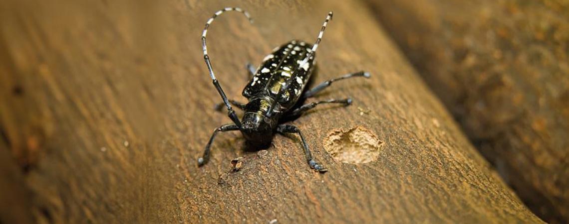 So far, more than 100,000 trees nationwide have been removed due to Asian longhorned beetle infestation and damage, and if left unchecked, the damage will only become worse.