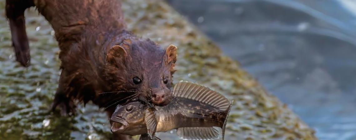 Using a combination of its eyes, ears, and nose, the mink attacks with great speed, biting their prey behind the head or back of the neck with needle-like incisors.
