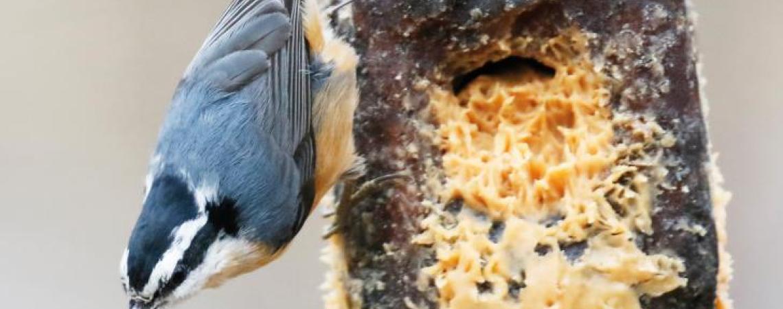 This pine-log peanut  butter feeder is a favorite of nuthatches.
