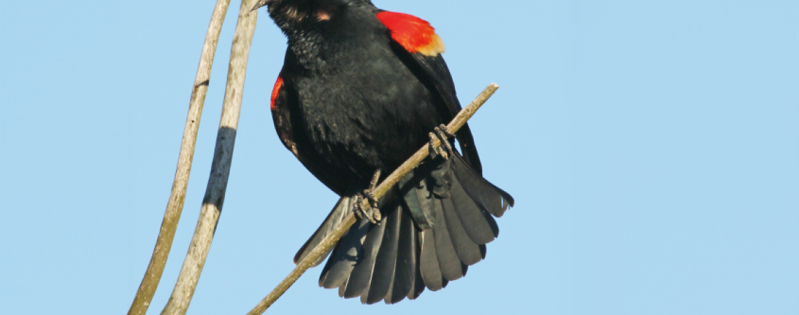 Red-winged blackbirds are considered by ornithologists to be one of the most abundant birds in North America, with their continental numbers estimated at well over 100 million.