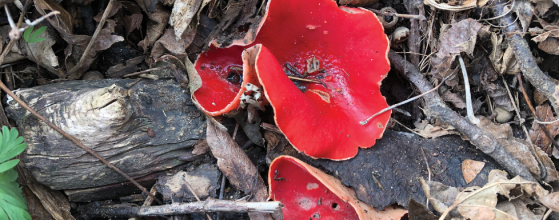 Scarlet cup fungus, shot from just inches away.