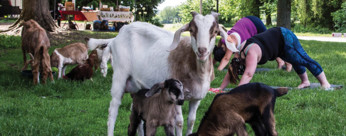 About 30 of the 150 goats that live at Harrison Farm in Groveport are “Yoga Goats” that are free to roam among the students taking yoga classes there (photograph courtesy of Dana Bernstein).