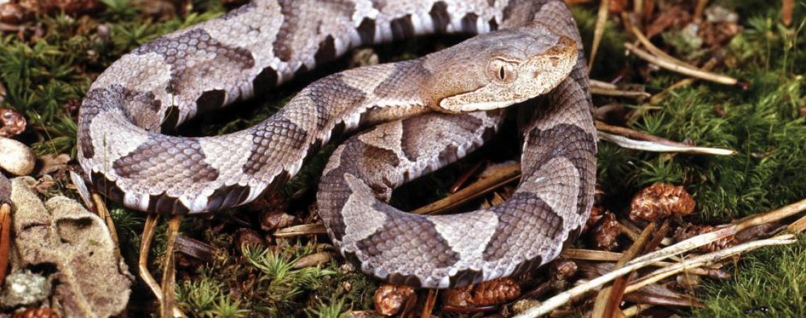 Northern Copperhead Snake