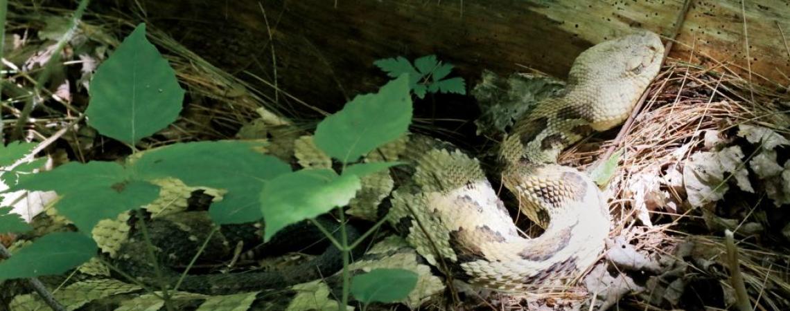 Timber rattlesnake