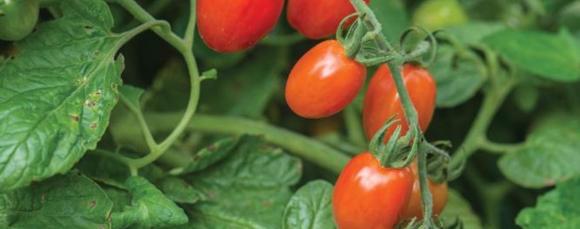 Celano tomatoes.