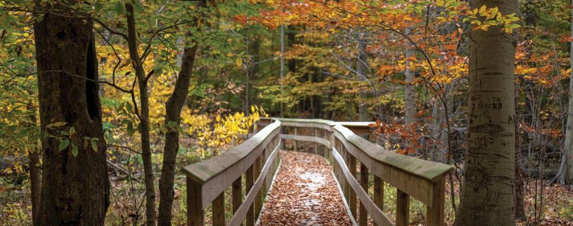 Fowler Woods State Nature Preserve's secluded boardwalk.