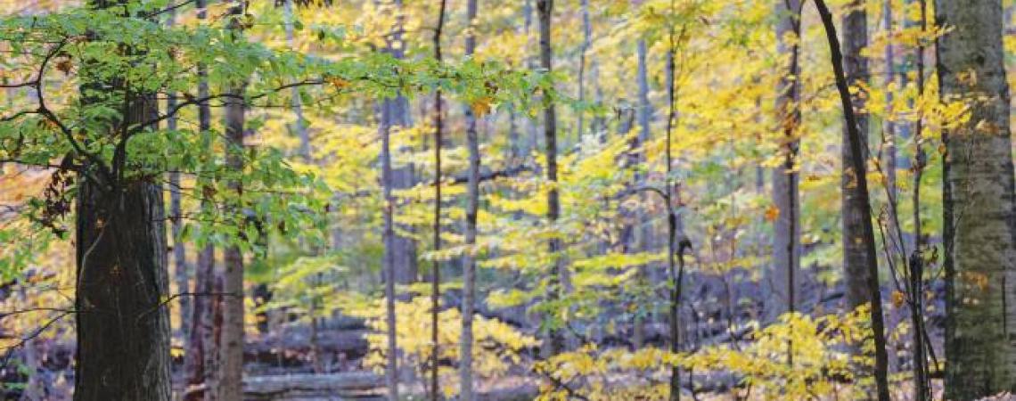 Tall trees and vibrant undergrowth at Fowler Woods State Nature Preserve.