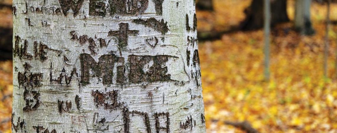 A tree pictured at Fowler Woods State Nature Preserve.