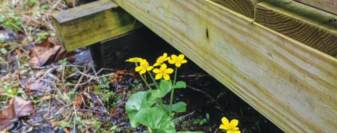 Wildflowers growing at Cedar Bog Nature Preserve.
