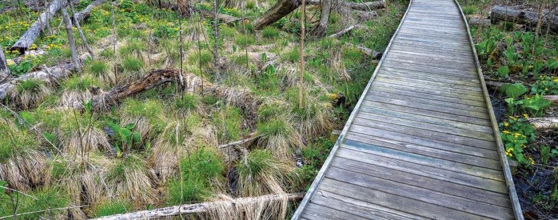 The Cedar Bog Nature Preserve boardwalk.