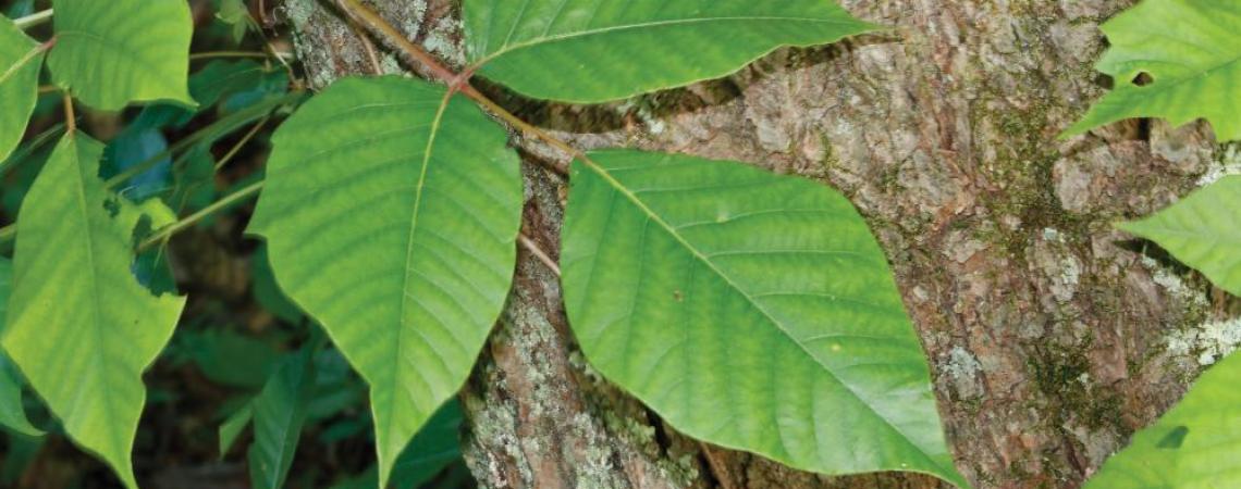 What makes poison ivy so toxic is urushiol, a clear liquid compound found in the plant’s leaves that can be transferred to your skin by simply brushing against a leaf.