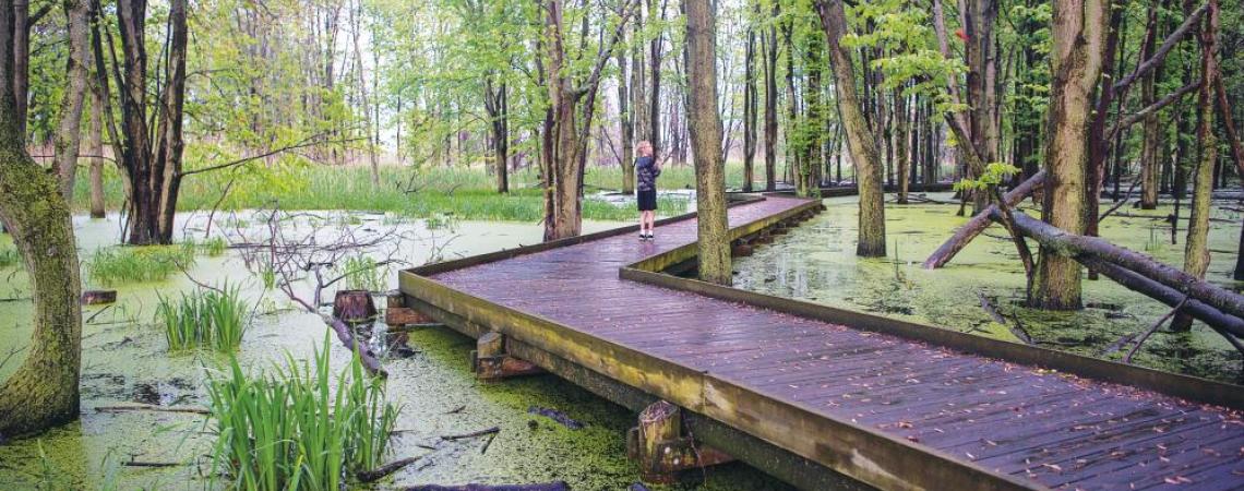 The Maumee Bay State Park's boardwalk.