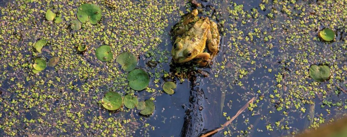 A frog at Maumee Bay State Park. 