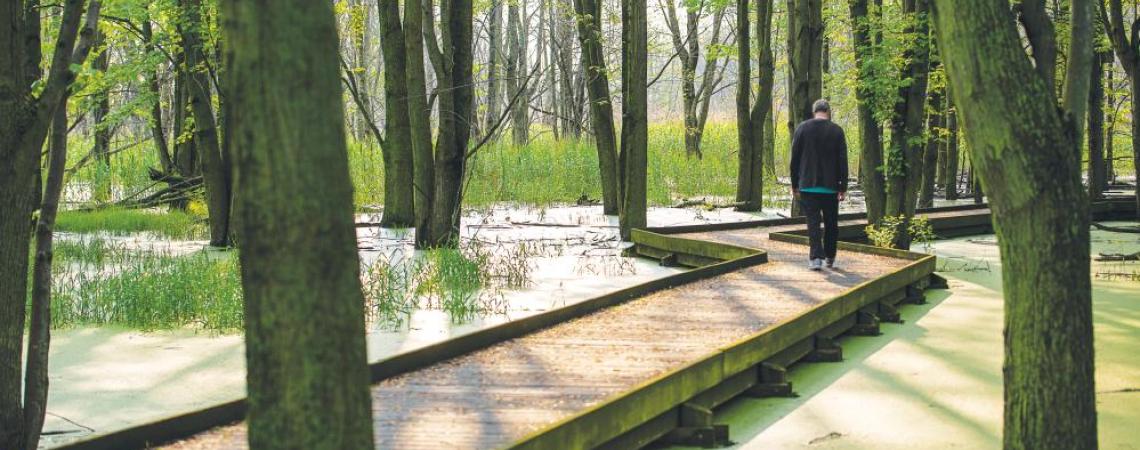 The Maumee Bay State Park's boardwalk.