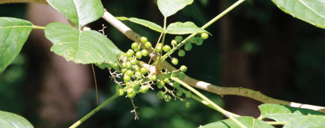 Poison ivy's leaves and berries are commonly eaten by many species of wildlife with no apparent harmful effects.