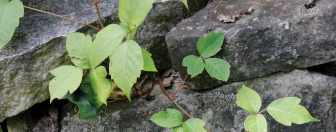 Poison ivy's infamous “leaves of three” can be as small as a 50-cent piece or as large as your hand. In addition, different-shaped leaves (actually leaflets) —their margins smooth, lobed, or toothed — can appear on the same plant. 