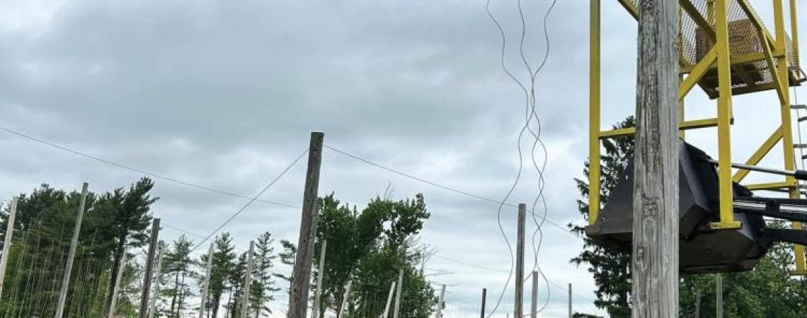 Harvesting hops plants