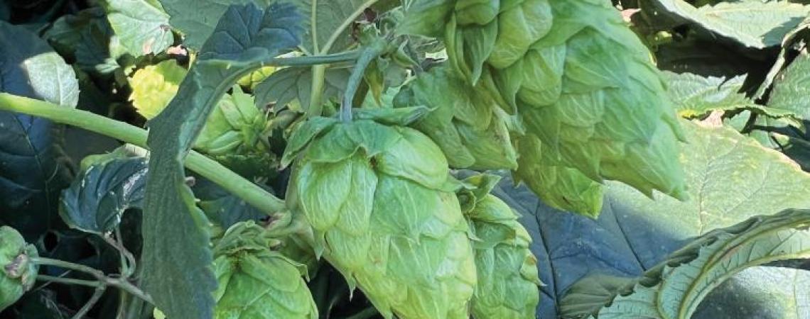 Hops blooms