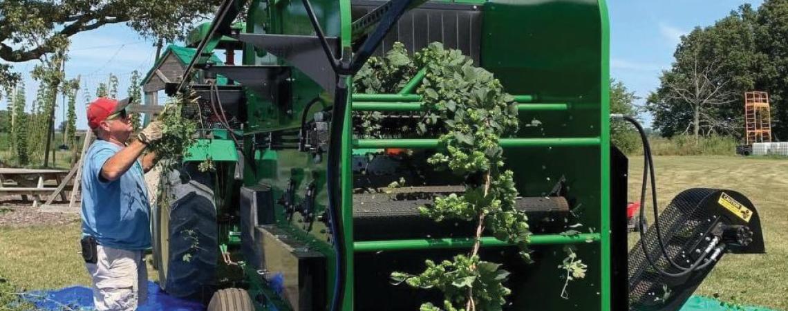 Harvesting hops plants