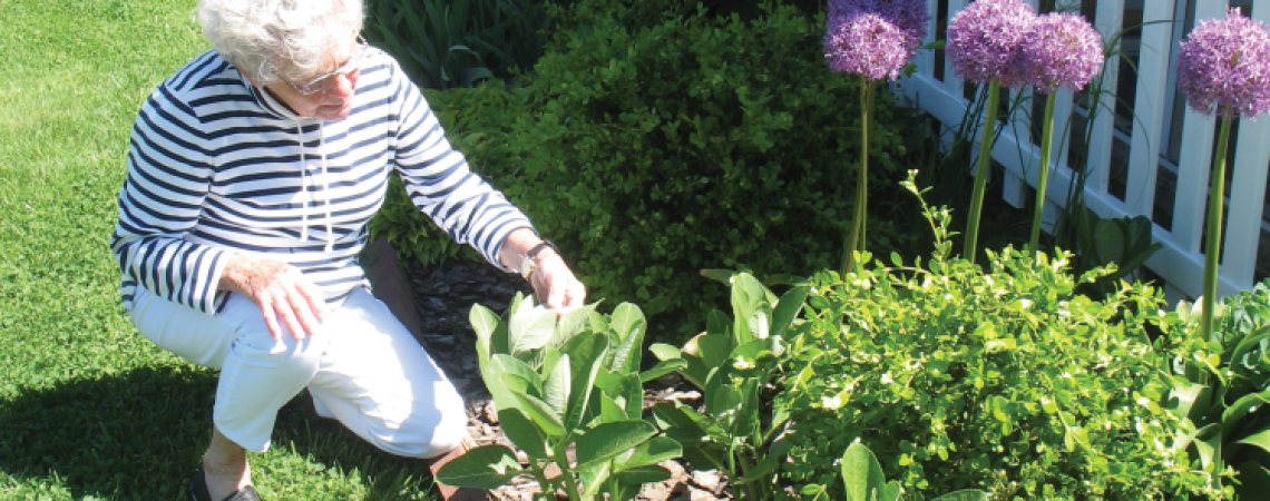 Norma “Skeet” Wolters checks on the milkweed she grows in her flower bed (photograph by Margie Wuebker).