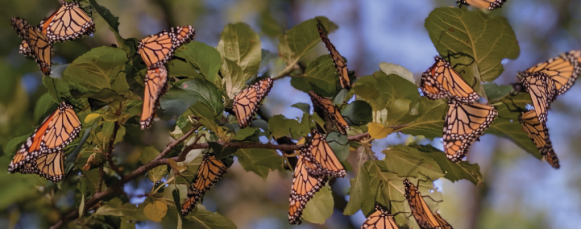 Monarch butterflies on a branch. 