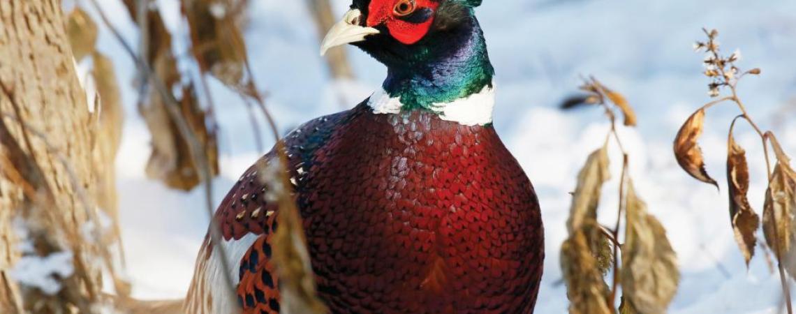 Asian ring-necked pheasants are also known as “ditch parrots” because of their bright plumage as well as their tendency to lounge along roadsides.