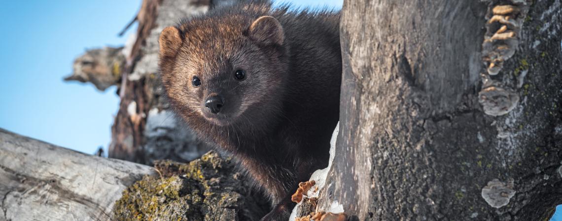 The fisher, also known as a fisher cat