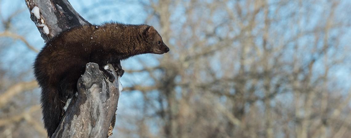 The fisher, also known as a fisher cat