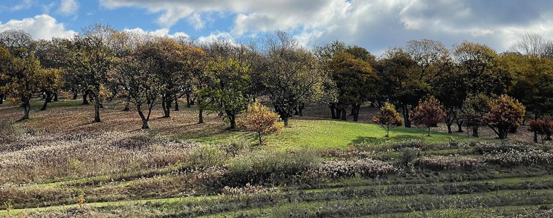 Rows of chestnut tree saplings